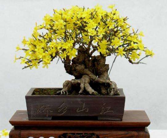 迎春花盆景怎么上盆的过程