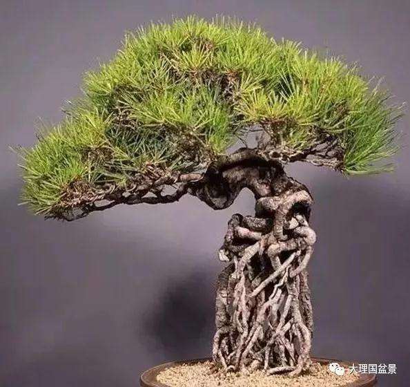 提根式盆景怎么根部造型的方法