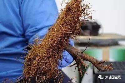 大树型盆景根部怎么造型