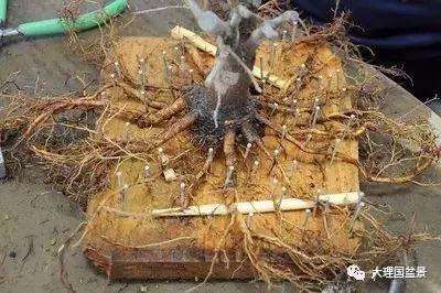 大树型盆景根部怎么造型