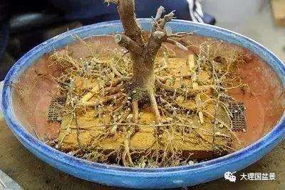 大树型盆景根部怎么造型