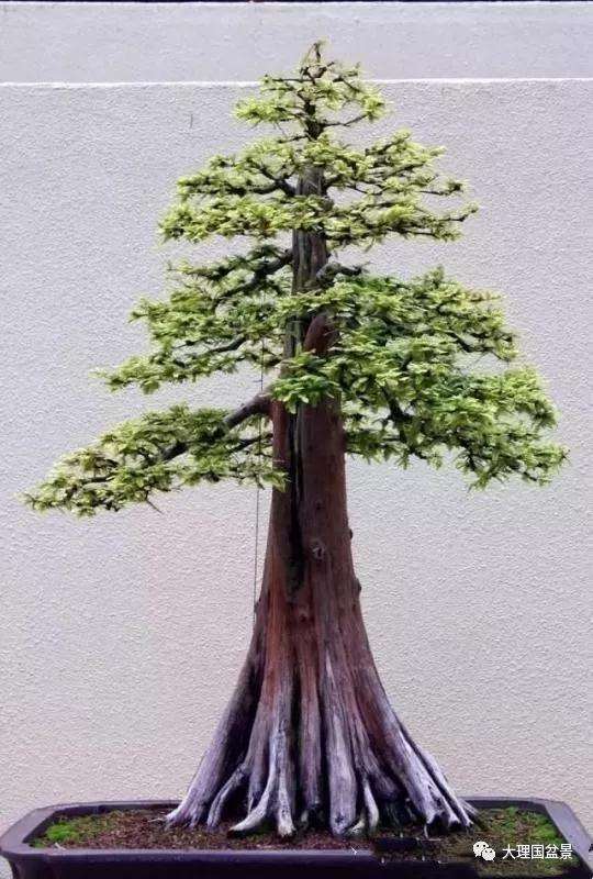 直干式盆景怎么根部造型的方法