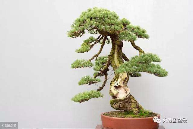 盆景如何进行命名的8个方法