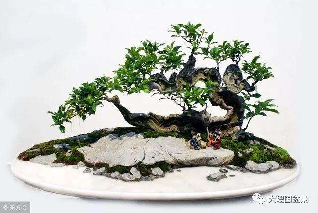 盆景命名有什么注意事项