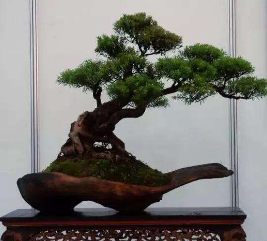 盆景什么时间栽种最好