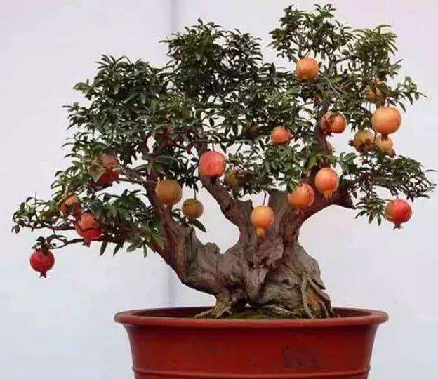 盆景什么时间栽种最好