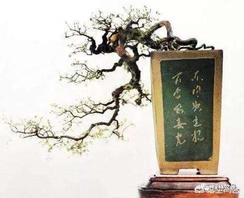 盆景叶子为什么越来越大