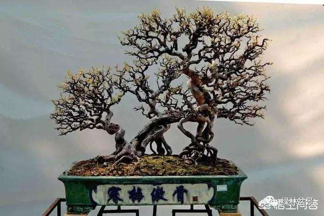 盆景叶子为什么越来越大