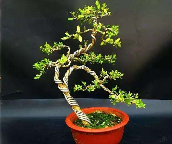 小叶黄杨盆景怎么上盆逼芽的方法