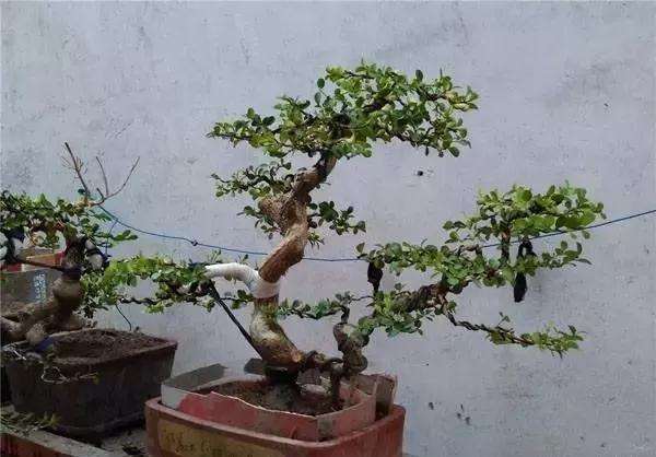 小叶黄杨盆景怎么上盆逼芽的方法