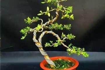 小叶黄杨盆景上盆逼芽后怎么浇水