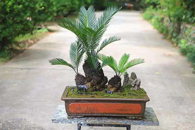 苏铁盆景有哪些生长习性