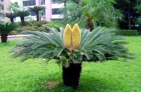 苏铁盆景有哪些生长习性