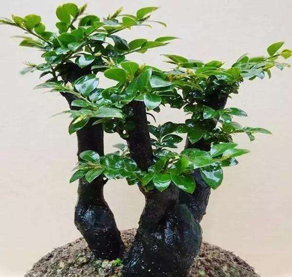 室内小叶紫檀盆景怎么浇水