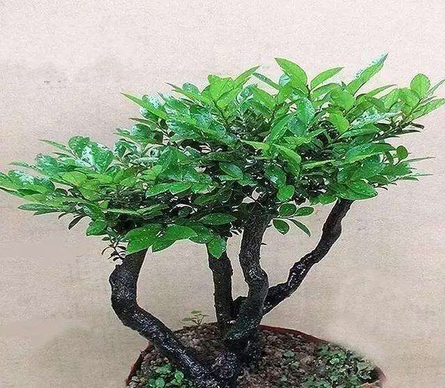 室内小叶紫檀盆景怎么浇水