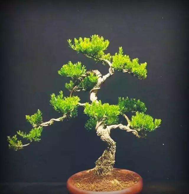 怎么制作盆景营养土的3个方法