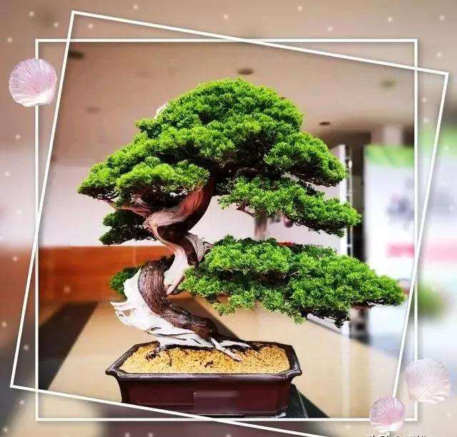 用什么材料制作盆景营养土最好