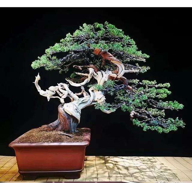 你们是怎么配置盆景营养土的