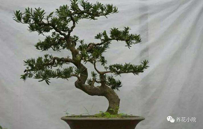 树桩盆景如何蟠扎造型