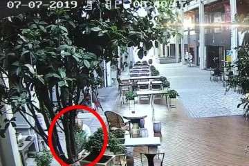 江岸分局台北街发生多起盆景被盗事件