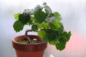 2019年 益光园专业盆景学员招录