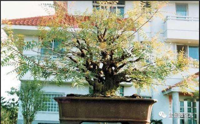 图解 30年来 黄连木盆景的制作过程