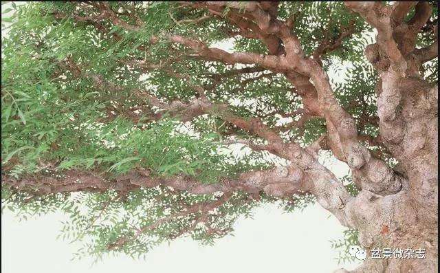 图解 30年来 黄连木盆景的制作过程