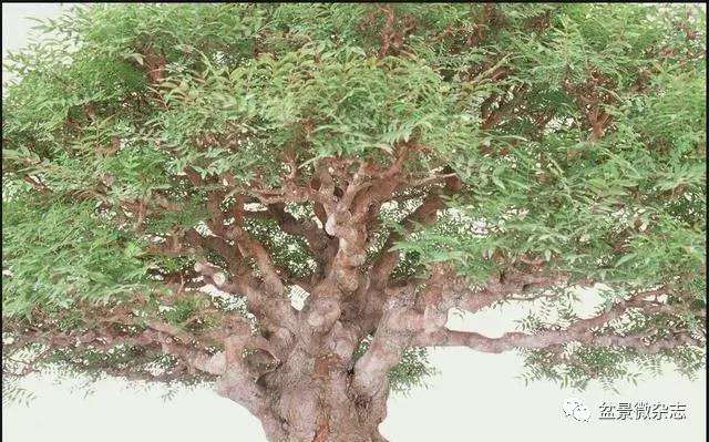 图解 30年来 黄连木盆景的制作过程