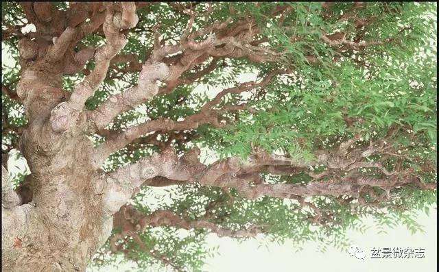 图解 30年来 黄连木盆景的制作过程