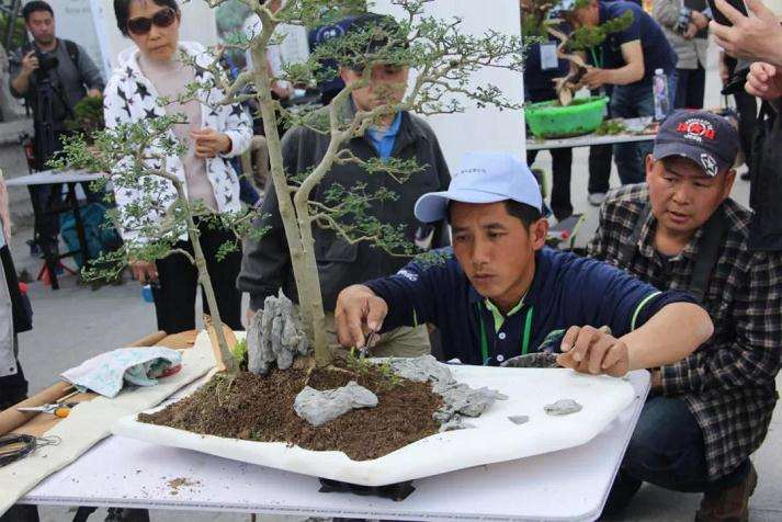 上海植物园开启储备盆景的瑰宝
