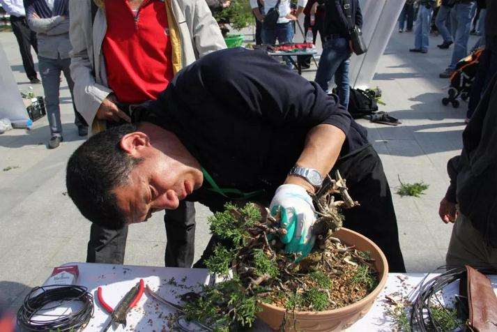 上海植物园开启储备盆景的瑰宝