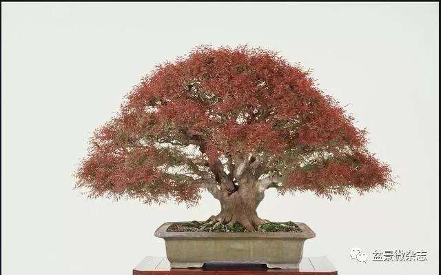 岭南盆景的评比标准和评比方法