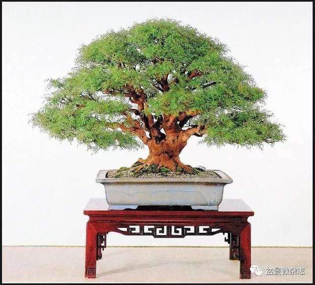 岭南盆景的评比标准和评比方法