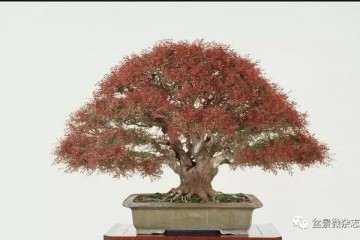 岭南盆景的评比标准和评比方法