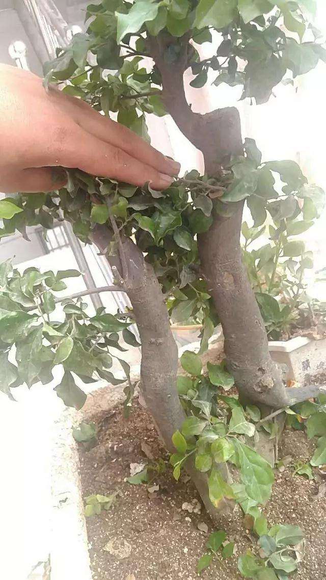 双干金弹子盆景怎么造型设计