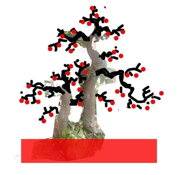 双干金弹子盆景怎么造型设计