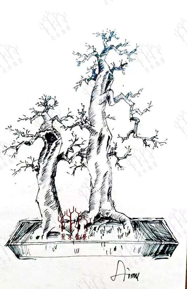 双干金弹子盆景怎么造型设计