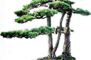 玩味是当今盆景人的日常口头语