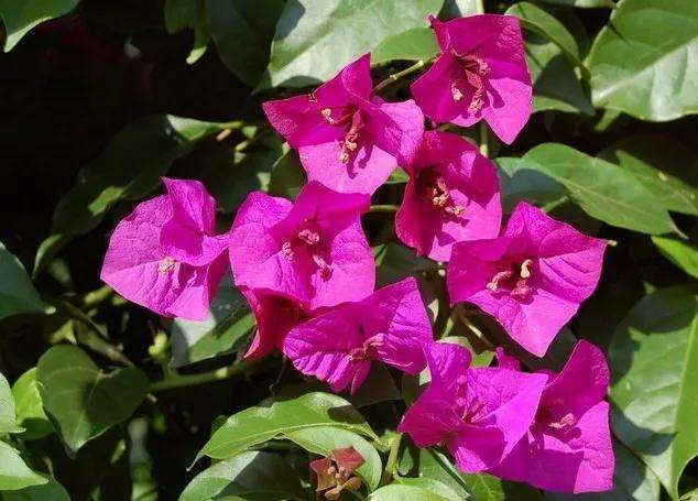 三角梅盆景怎么开花爆盆的方法