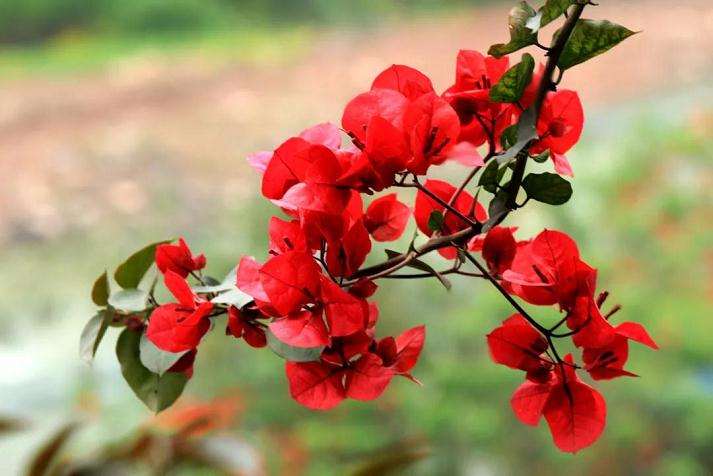 三角梅盆景怎么开花爆盆的方法