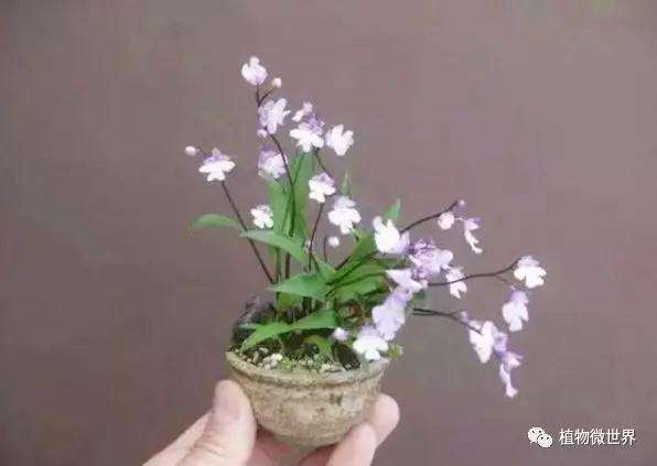 小型盆景怎么度过夏季的4个方法