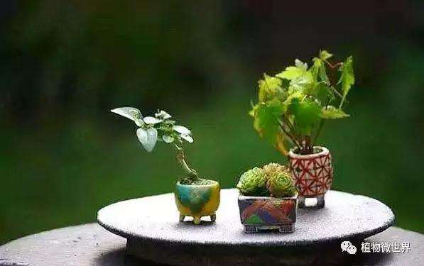 小型盆景怎么度过夏季的4个方法
