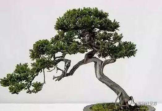 新手玩盆景怎么入门的方法