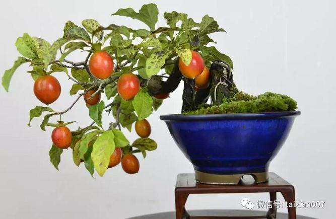 如何才能提高老鸦柿盆景的挂果率