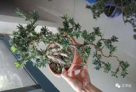 图解 米叶罗汉松盆景怎么修剪的方法