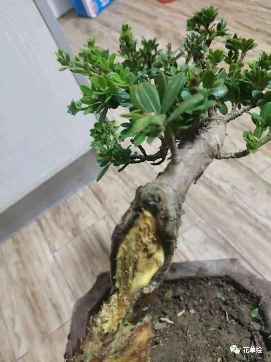 图解 米叶罗汉松盆景怎么修剪的方法