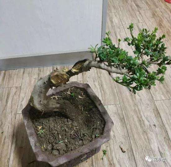 图解 米叶罗汉松盆景怎么修剪的方法