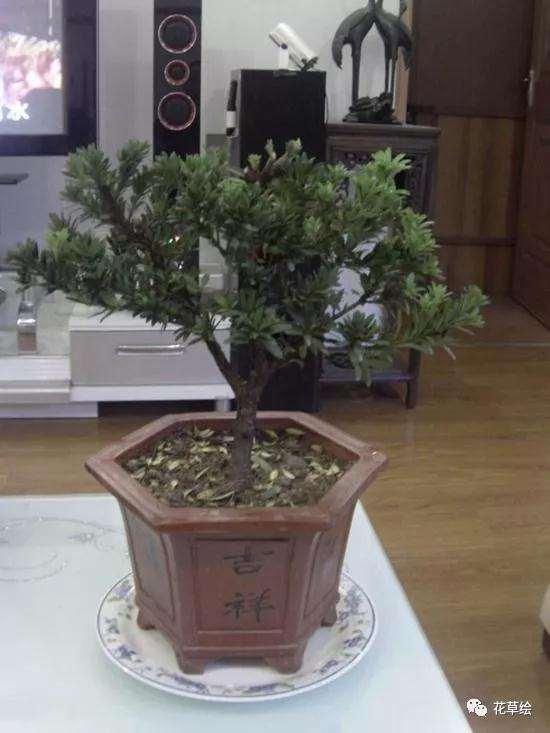 图解 米叶罗汉松盆景怎么修剪的方法