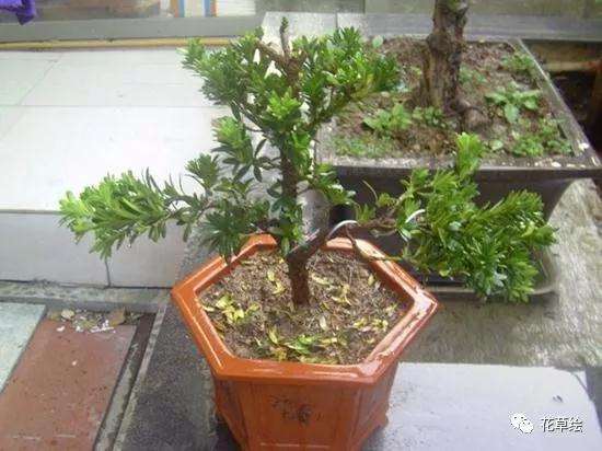 图解 米叶罗汉松盆景怎么修剪的方法