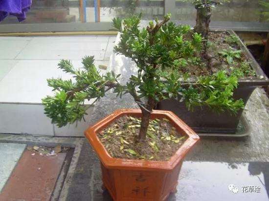 图解 米叶罗汉松盆景怎么修剪的方法